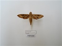 藏品(斜線天蛾)的圖片